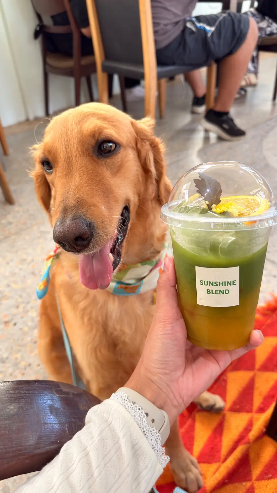 Sunshine Blend Home Cafe pets image 10