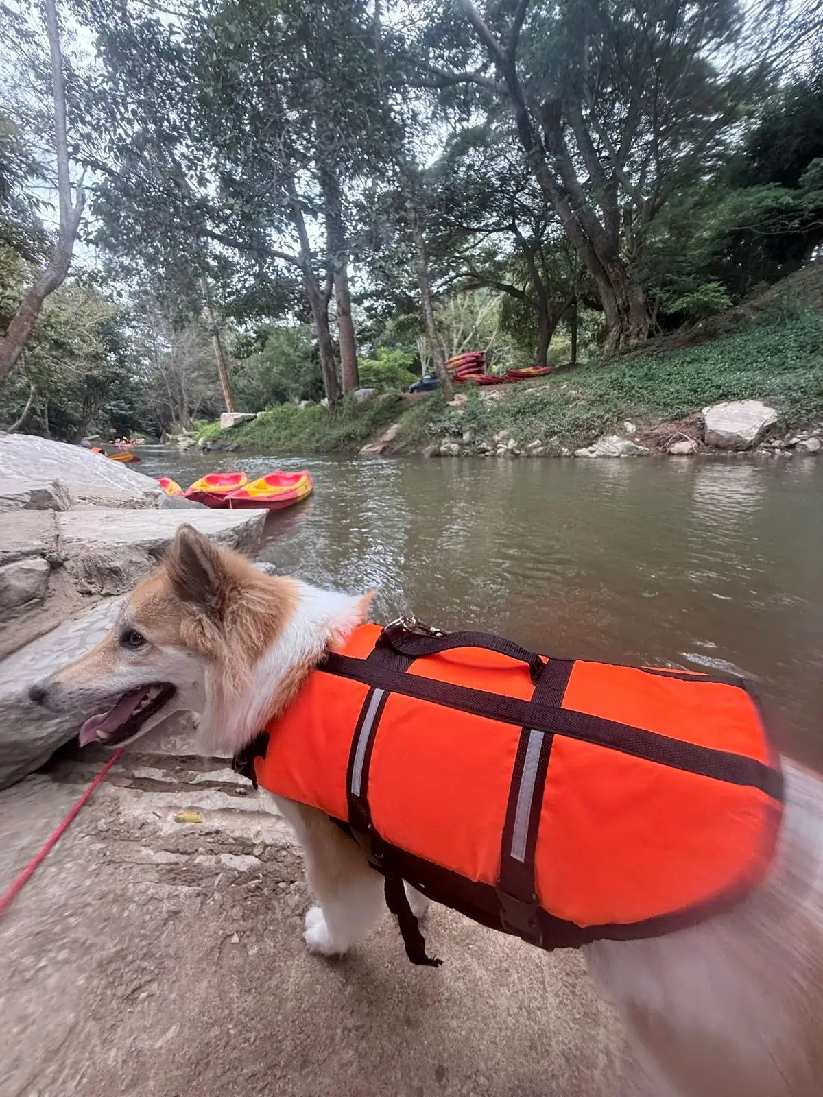 ADNATURE pets image 2