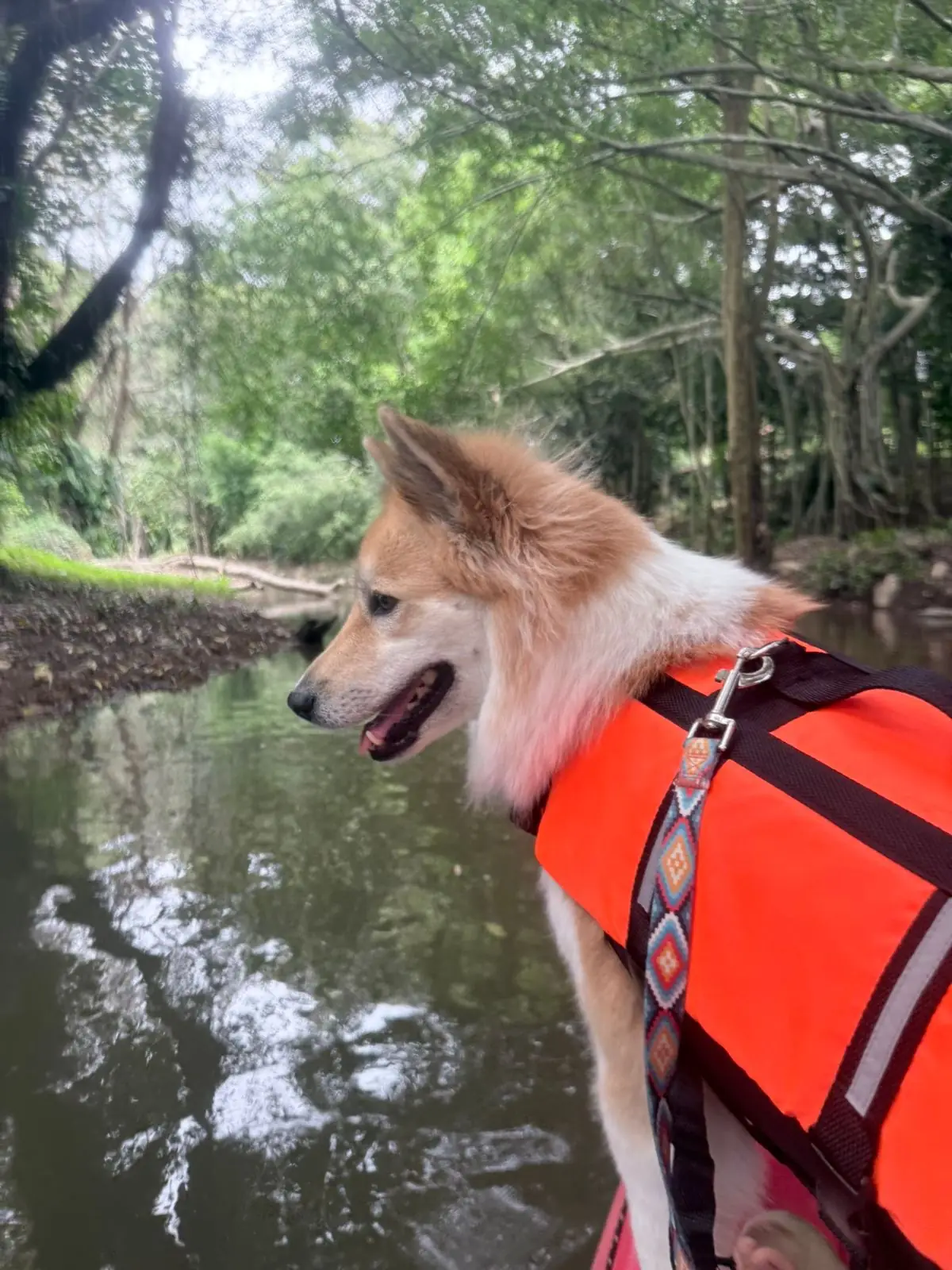 ADNATURE pets image 4