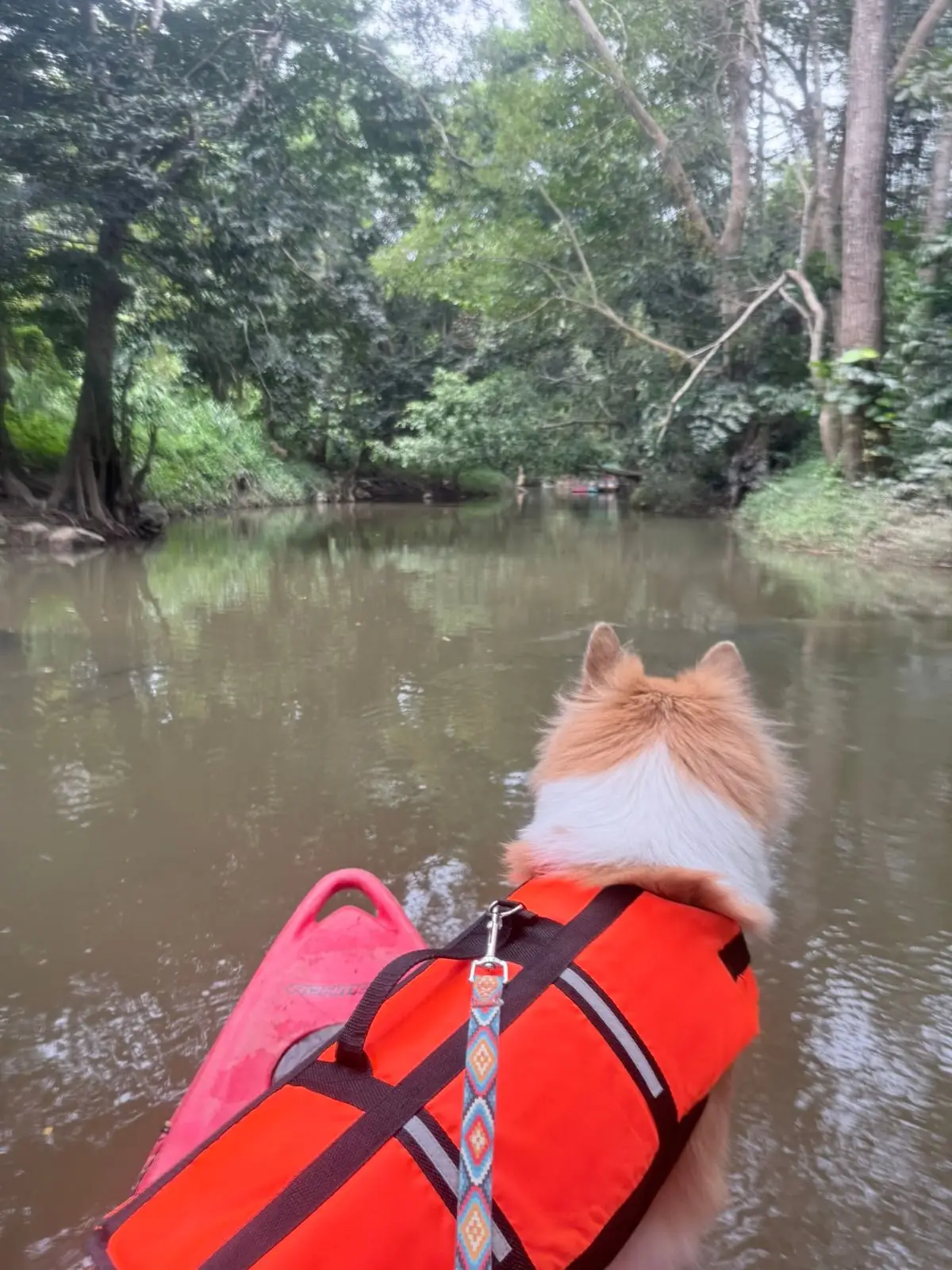 ADNATURE pets image 7