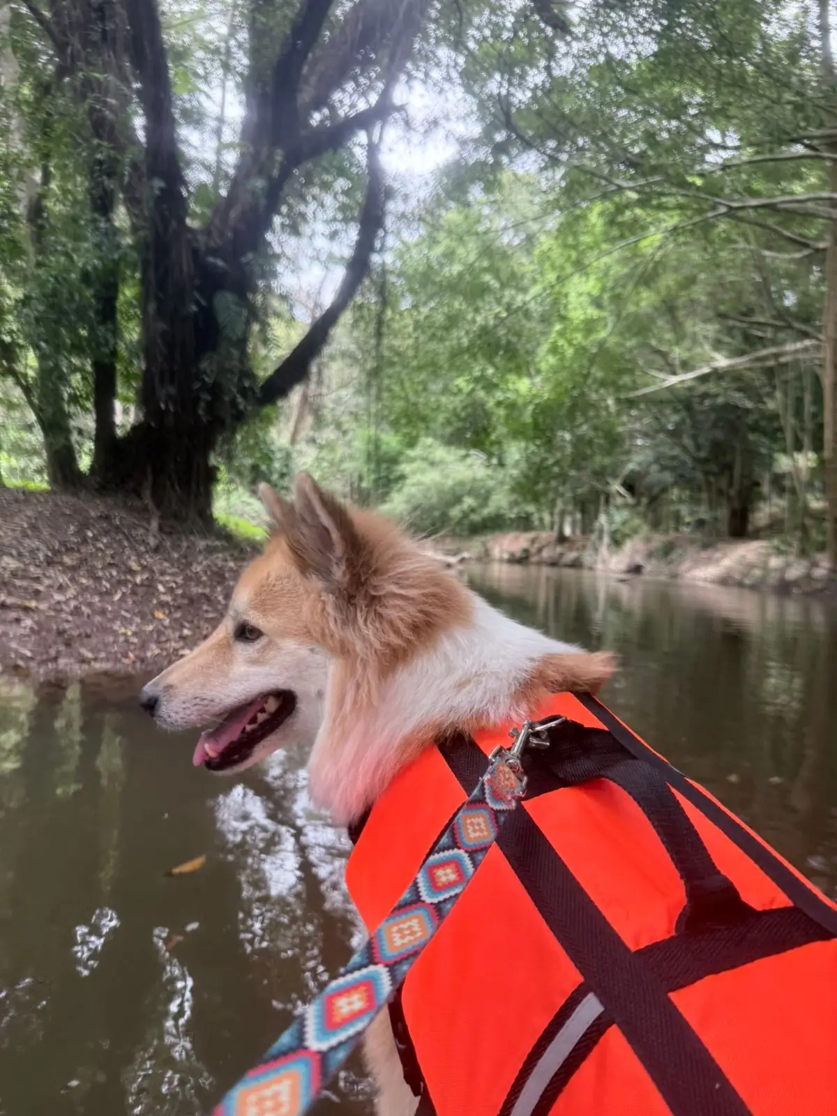 ADNATURE pets image 3