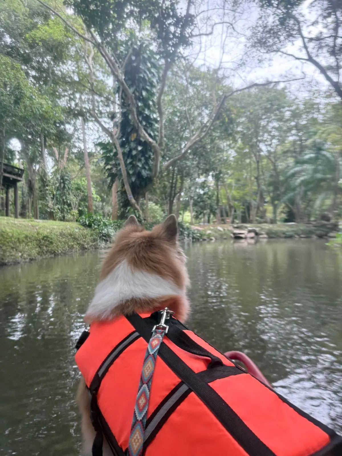 ADNATURE pets image 1