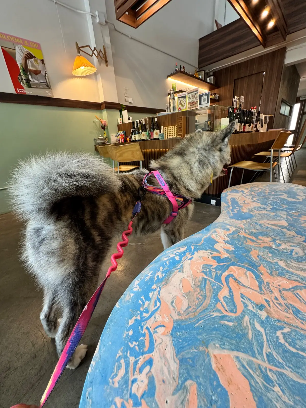 Hidey Apartment pets image 1