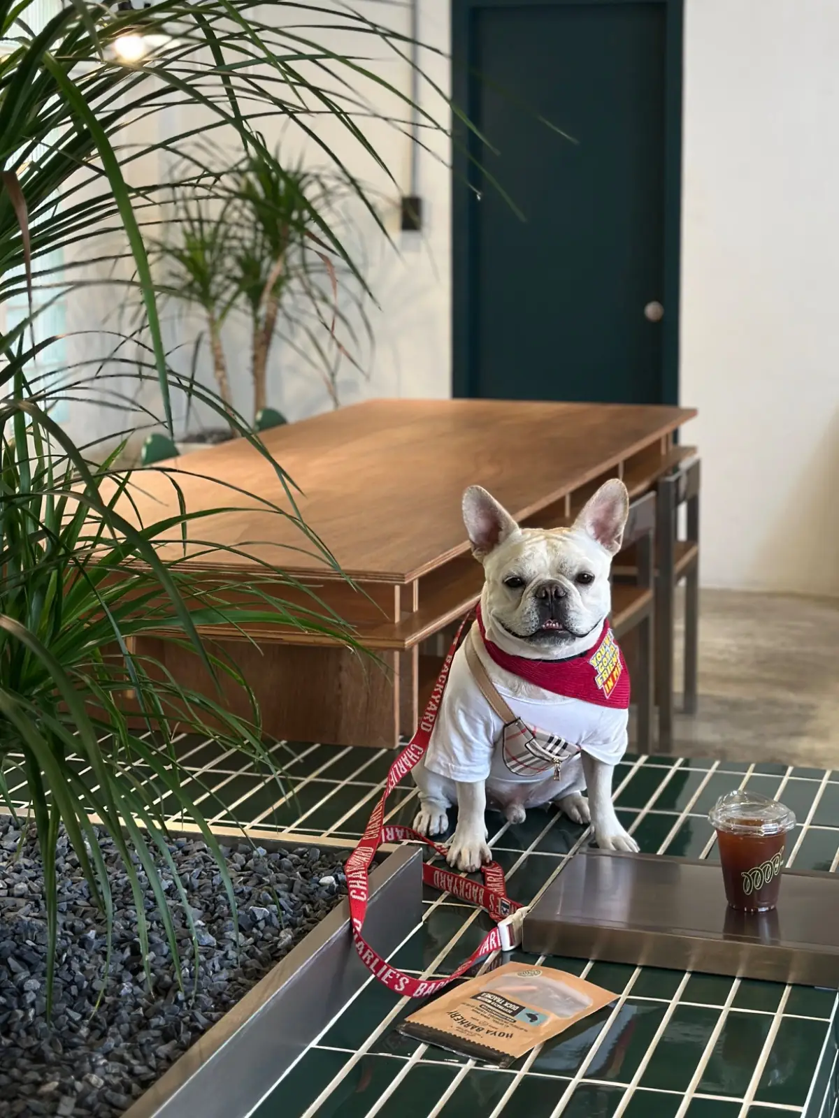 backofhouse coffee - Pattanakarn pets image 3