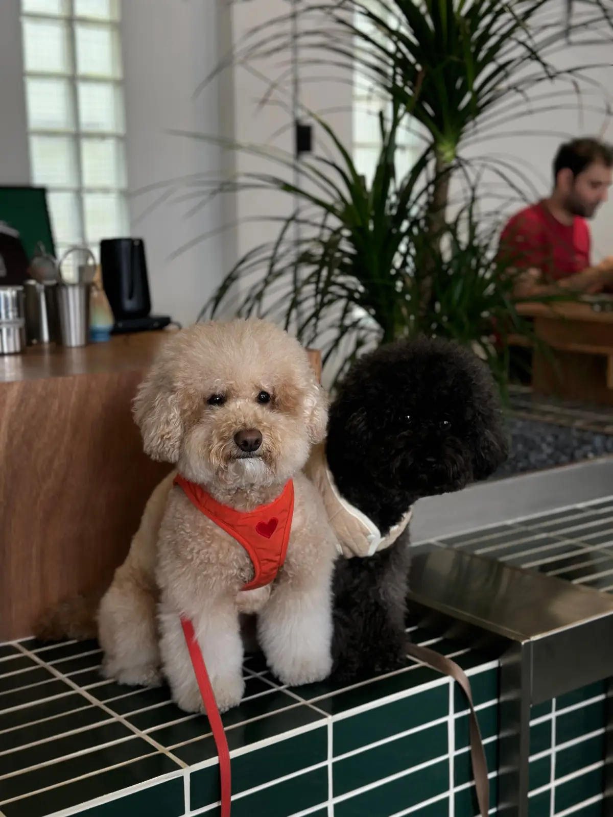 backofhouse coffee - Pattanakarn pets image 6