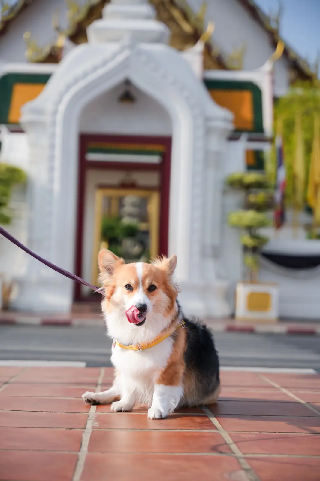 เสาชิงช้า pets image 6