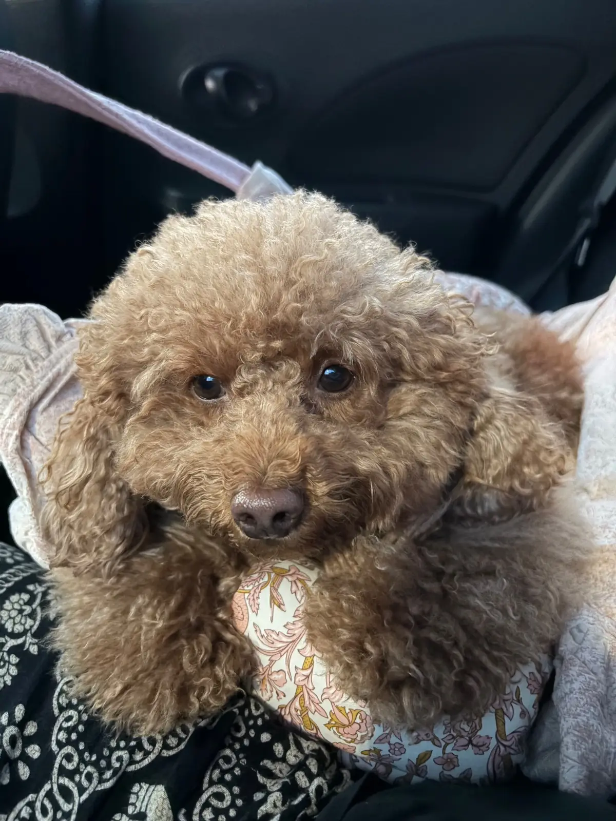 เสาชิงช้า pets image 1