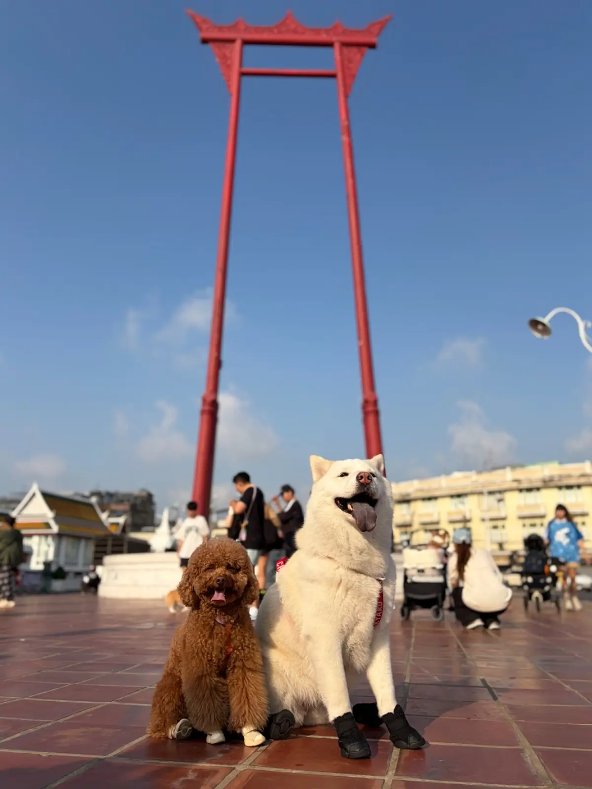 เสาชิงช้า pets image 2