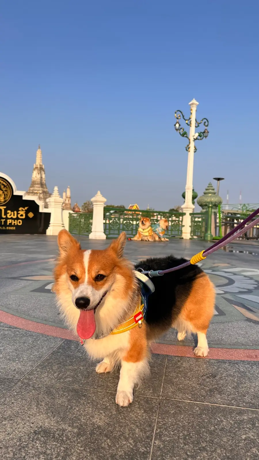 เสาชิงช้า pets image 1