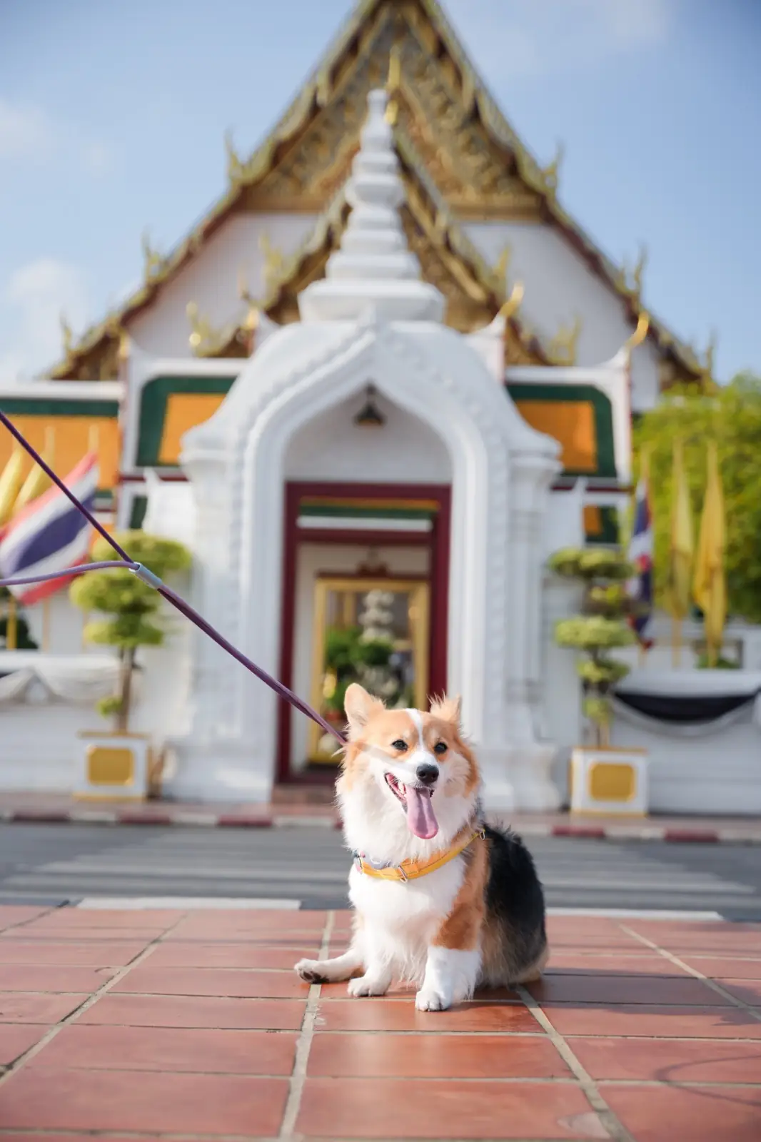 เสาชิงช้า pets image 4