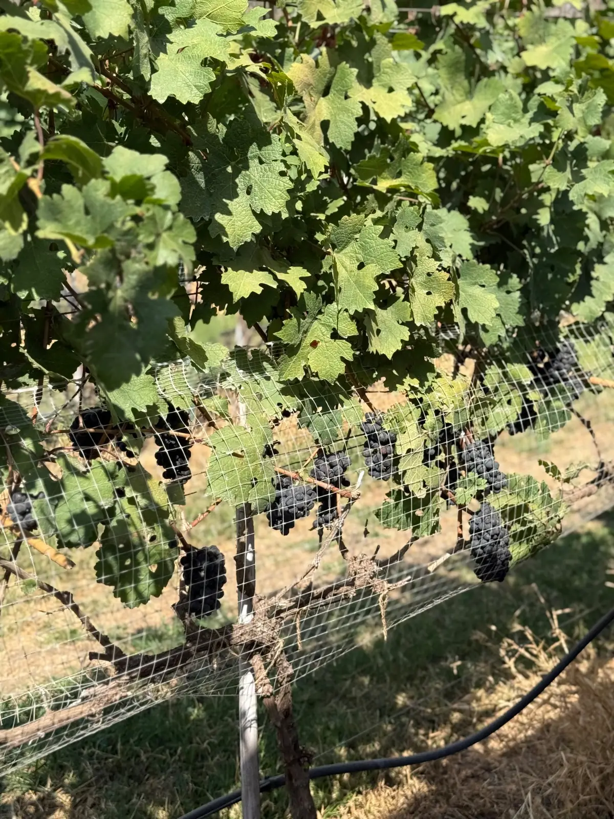 GranMonte Vineyard and Winery other image 4