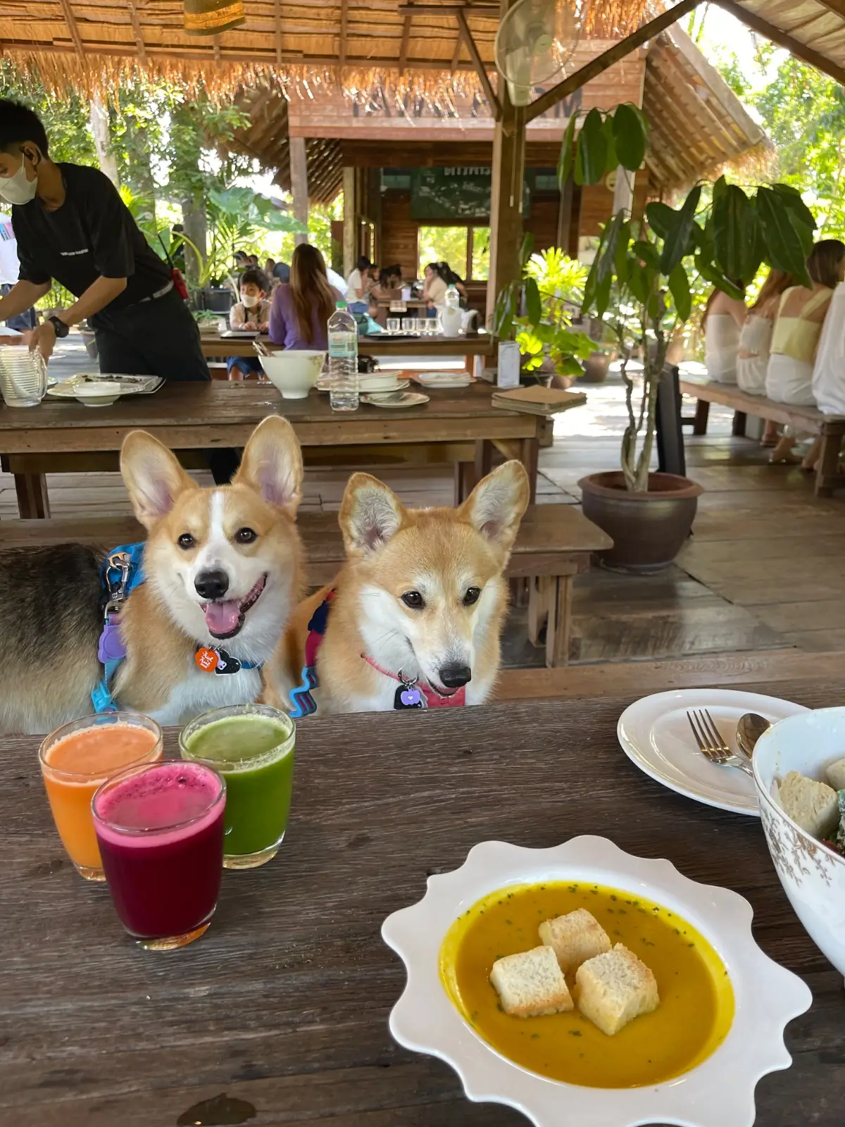 GranMonte Vineyard and Winery pets image 1