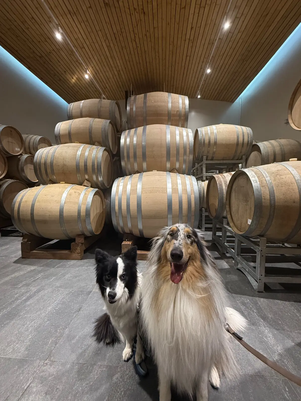 GranMonte Vineyard and Winery pets image 2