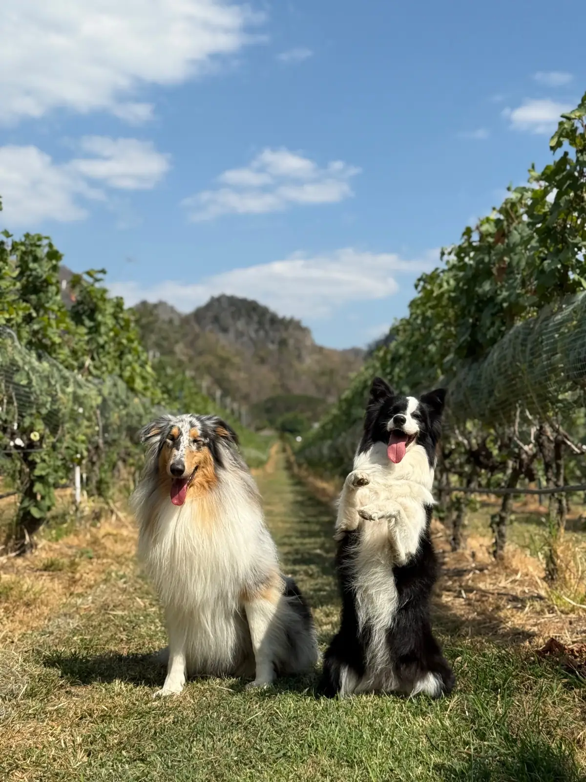 GranMonte Vineyard and Winery pets image 3