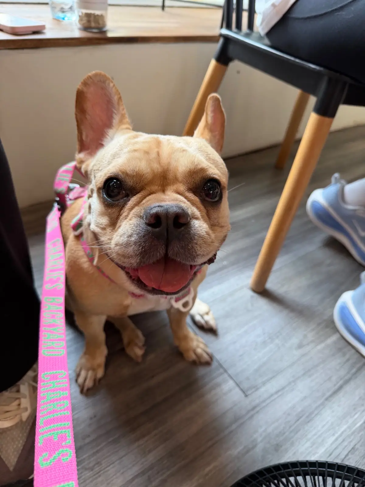 Peeps and Pals pets image 1