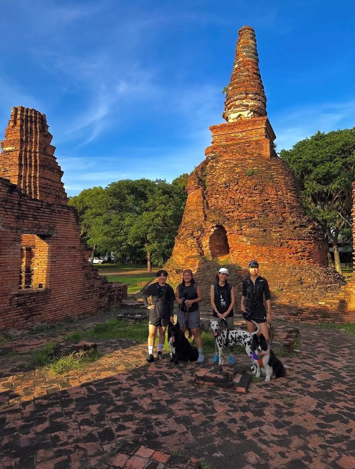วัดมหาธาตุ pets image 1