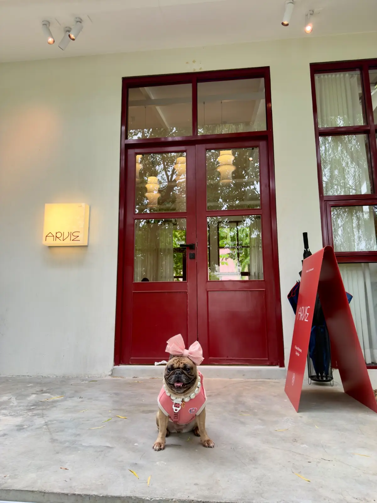Arvie pets image 1