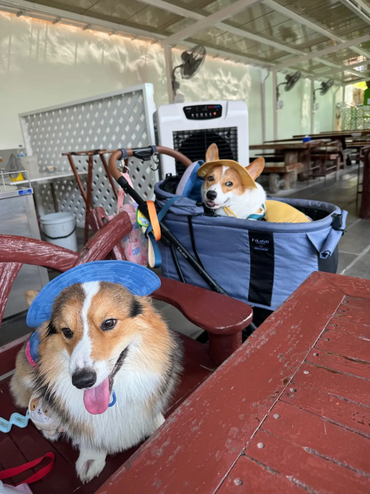 บ้านอิสระ pets image 2