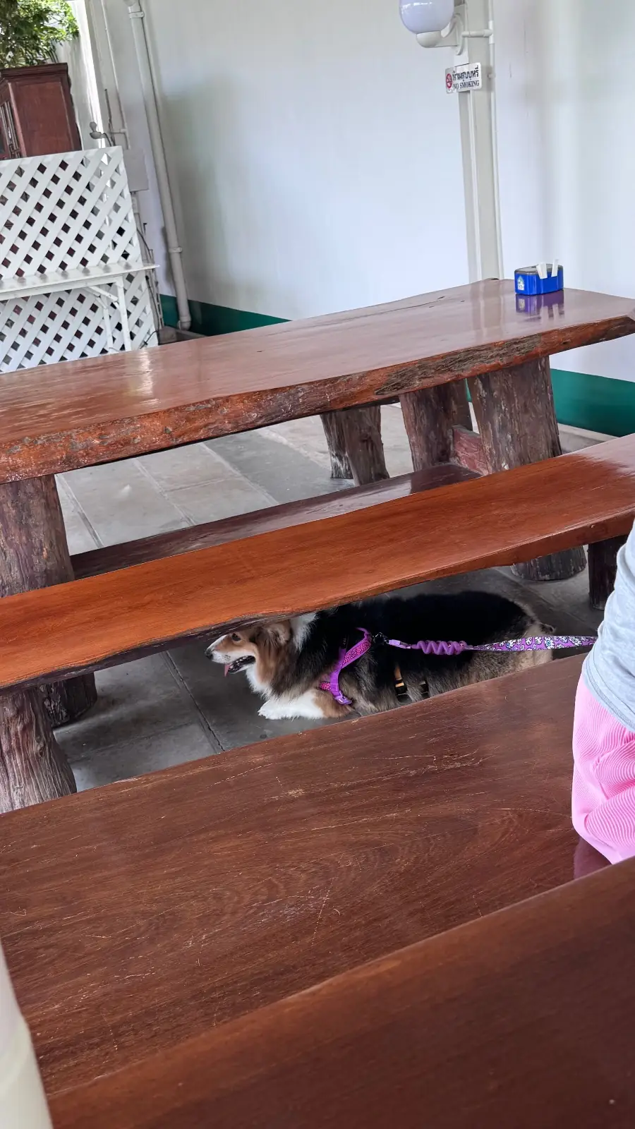 บ้านอิสระ pets image 6