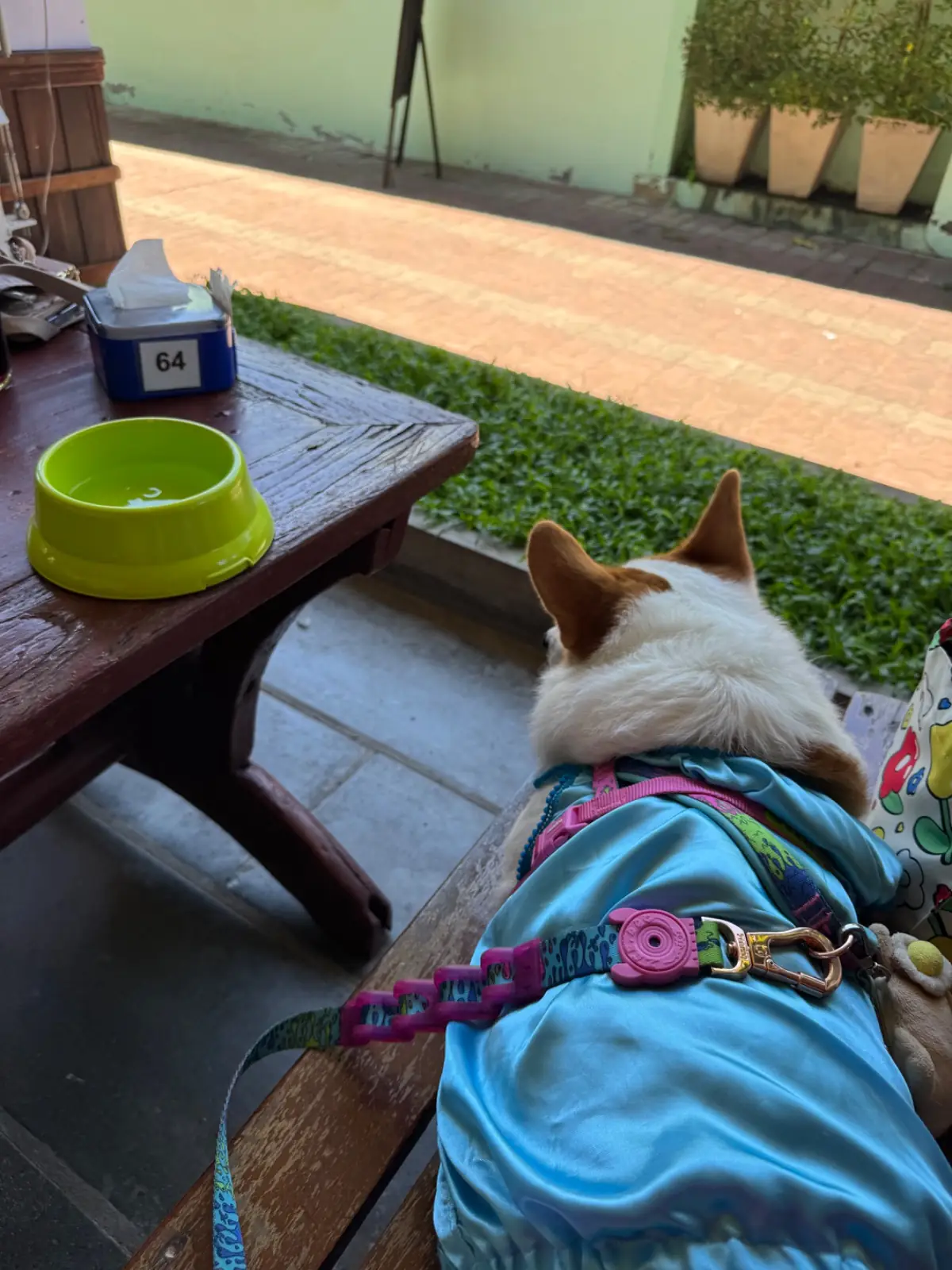 บ้านอิสระ pets image 4
