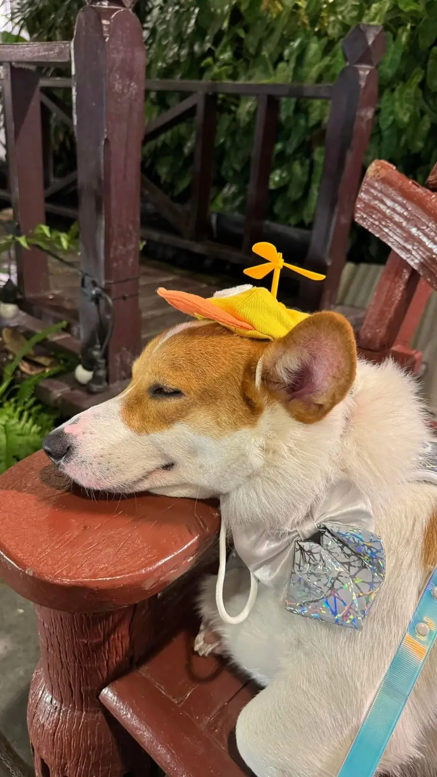 บ้านอิสระ pets image 1