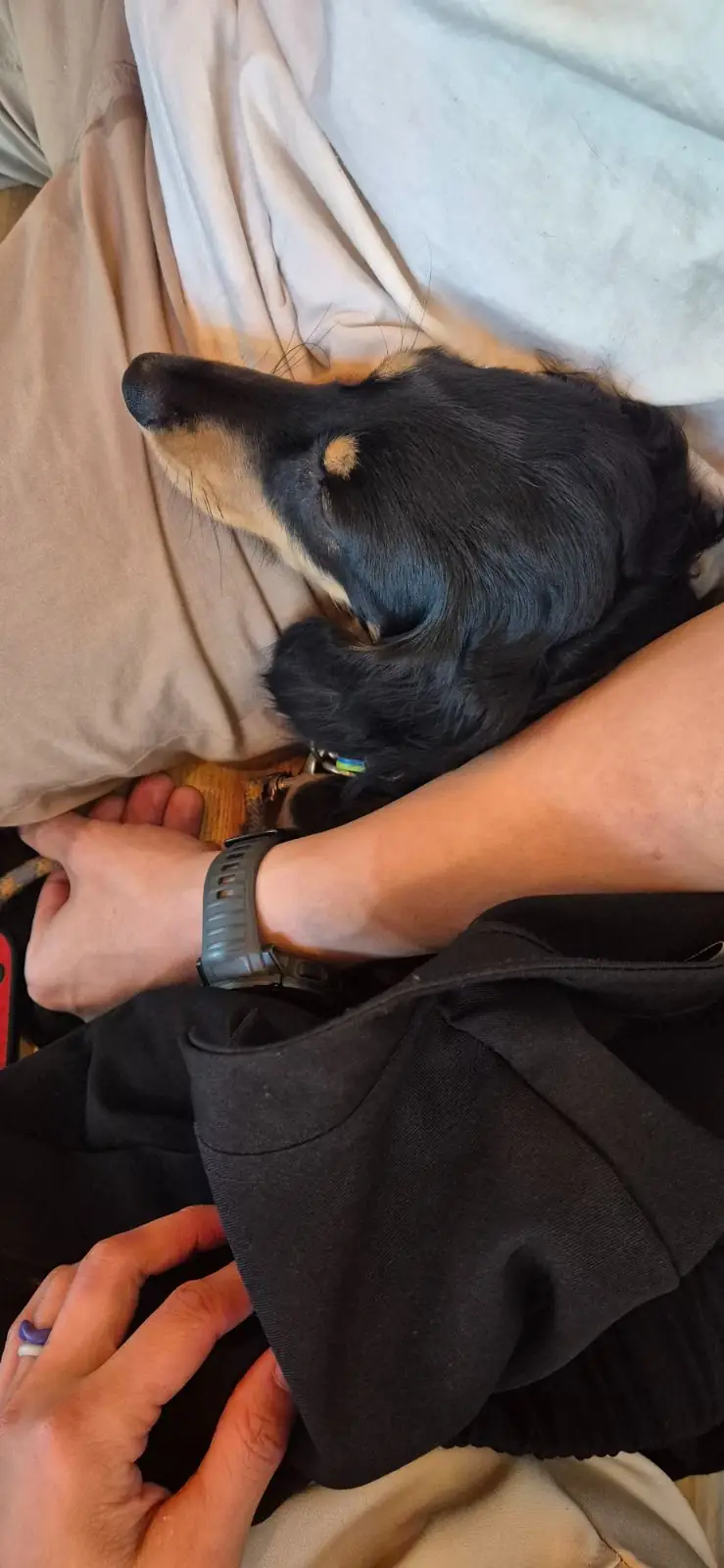 Earthy Society - Pridi 26 pets image 1