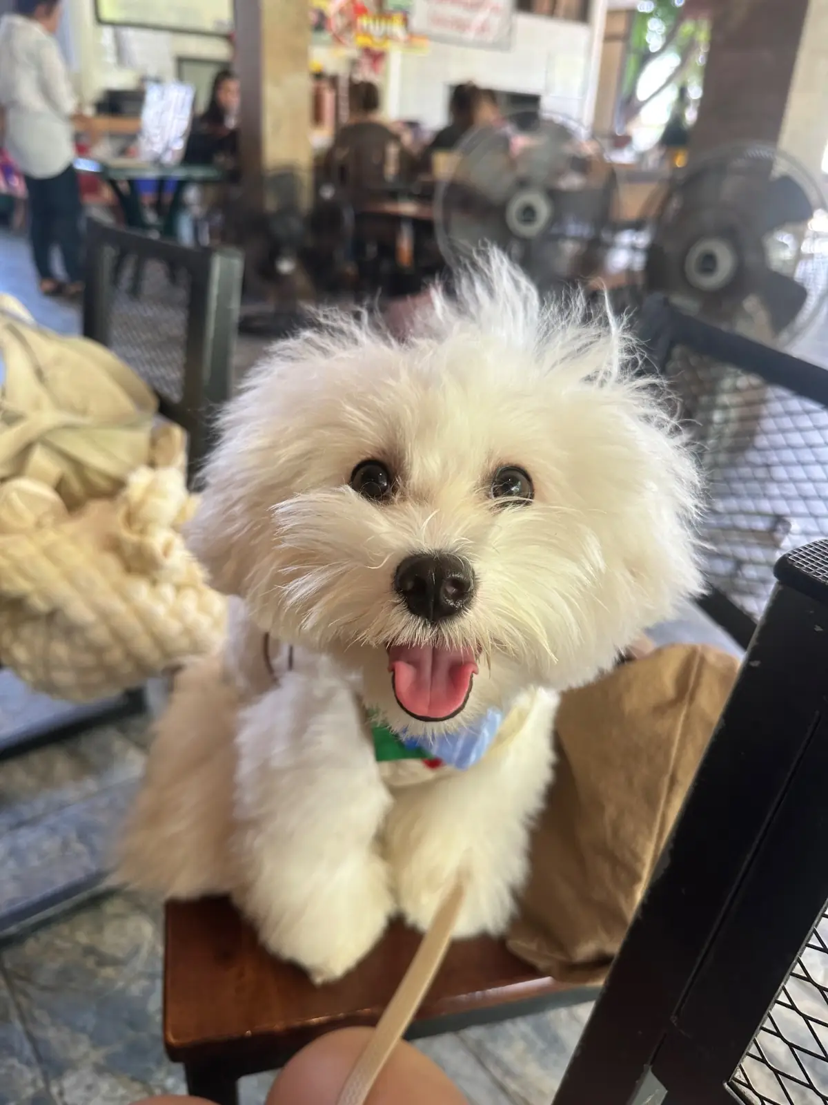 ครัวหนองสมอ pets image 1