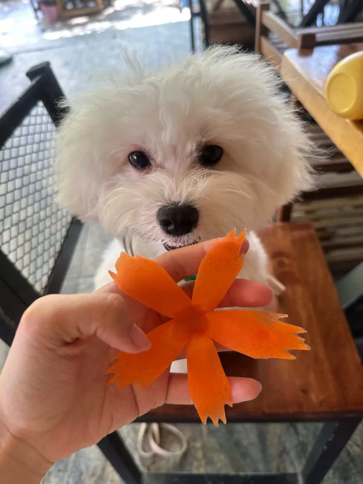 ครัวหนองสมอ pets image 2
