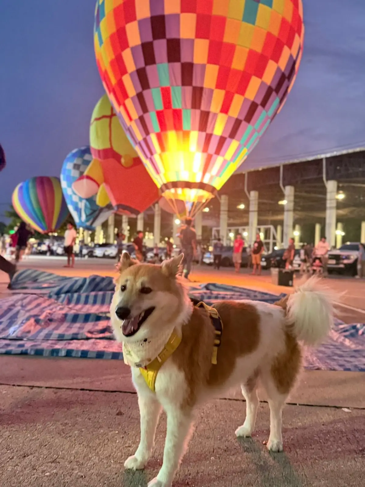 สนามกีฬากองทัพอากาศ ธูปะเตมีย์ pets image 2