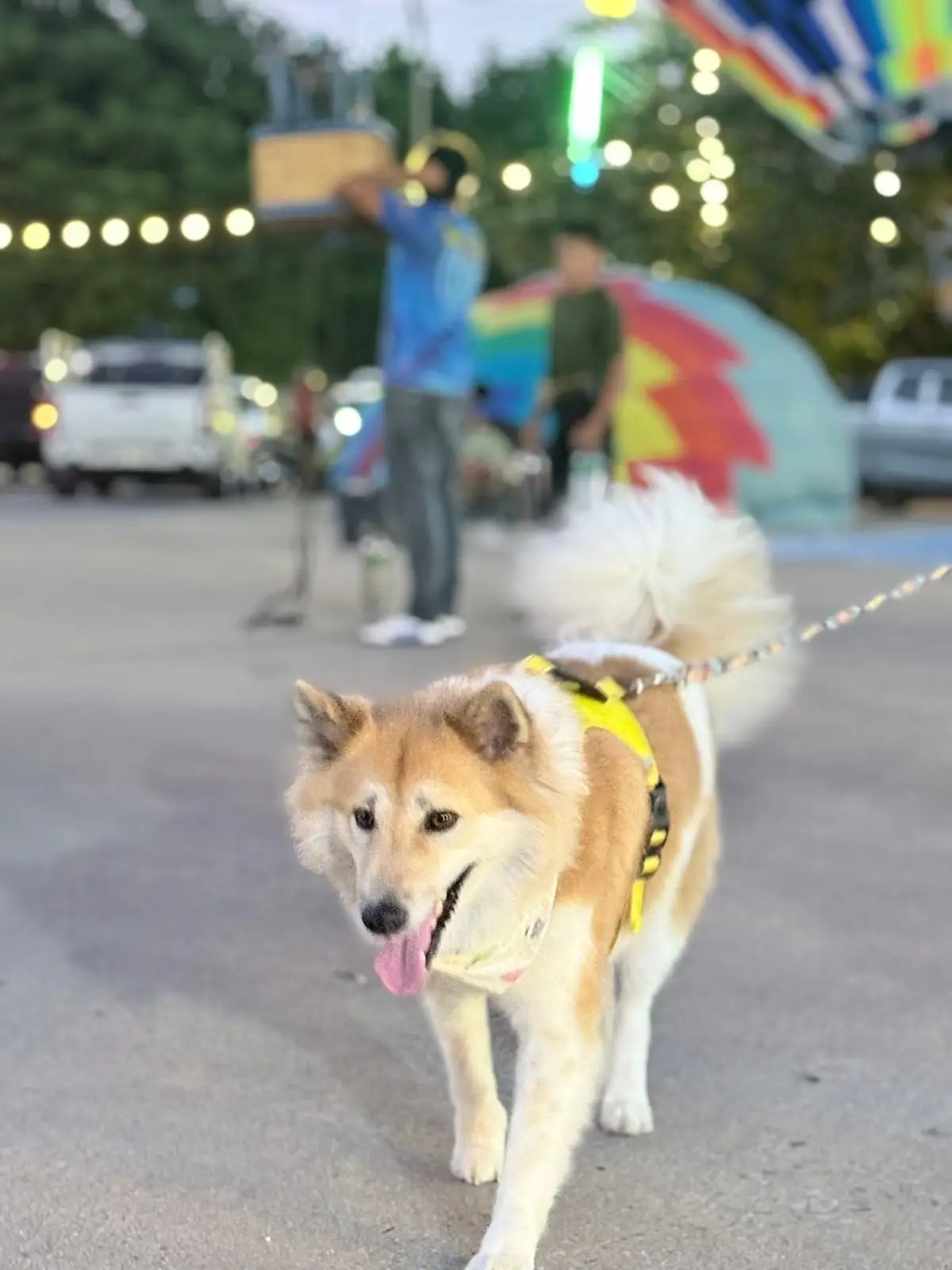 สนามกีฬากองทัพอากาศ ธูปะเตมีย์ pets image 5