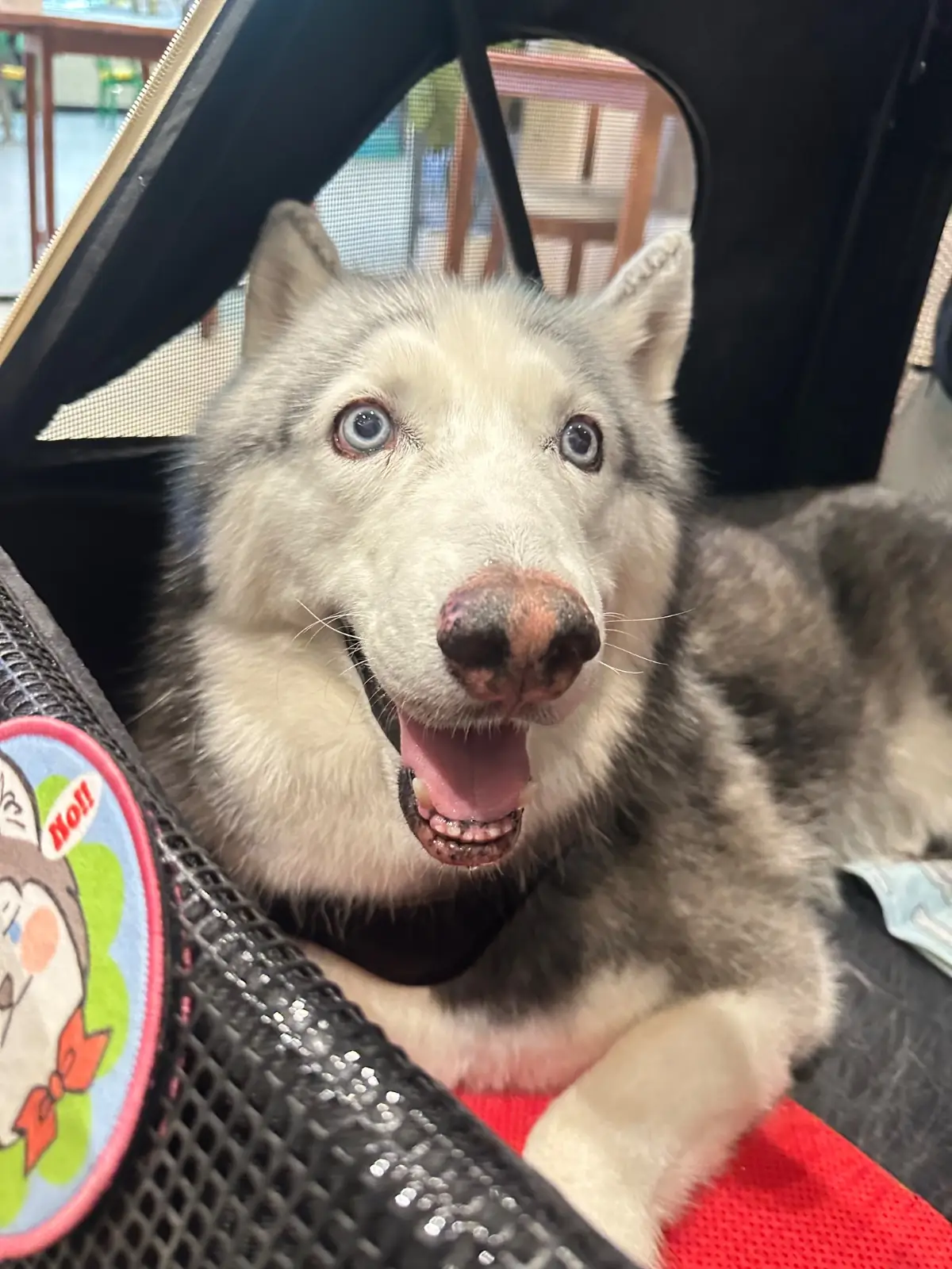 กระทะเหล็ก - QSNCC pets image 1