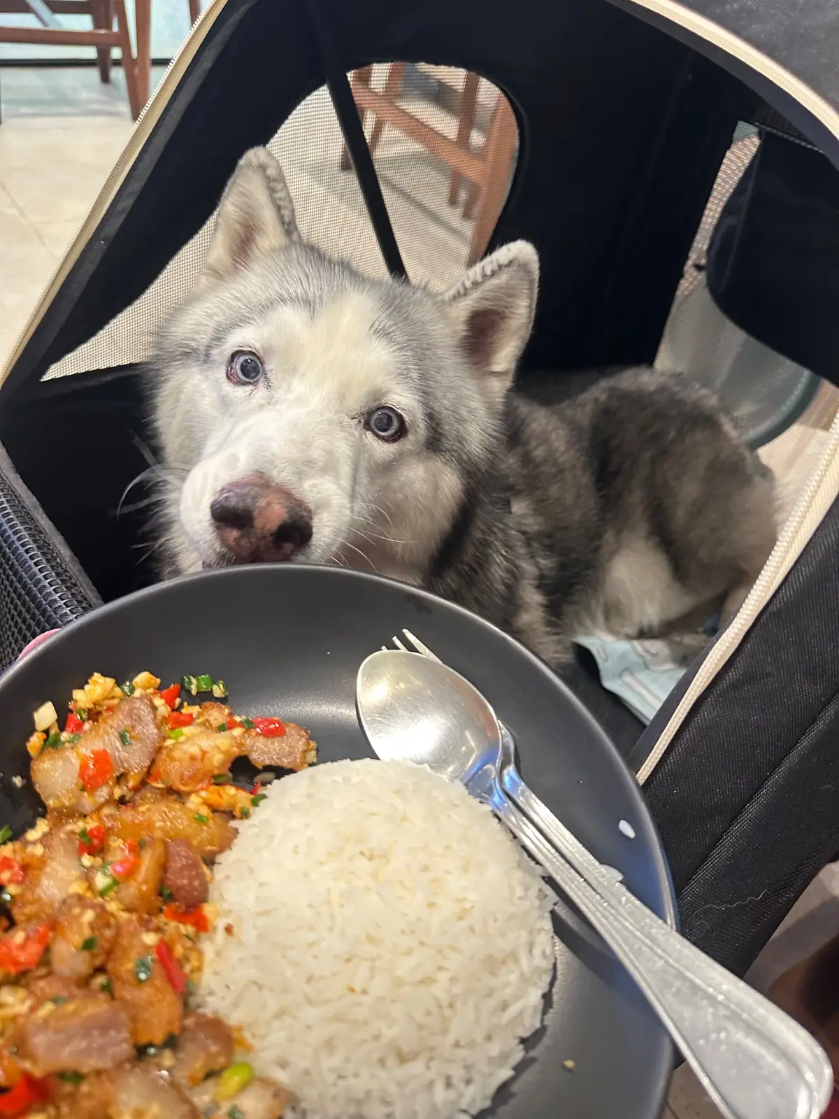 กระทะเหล็ก - QSNCC pets image 2