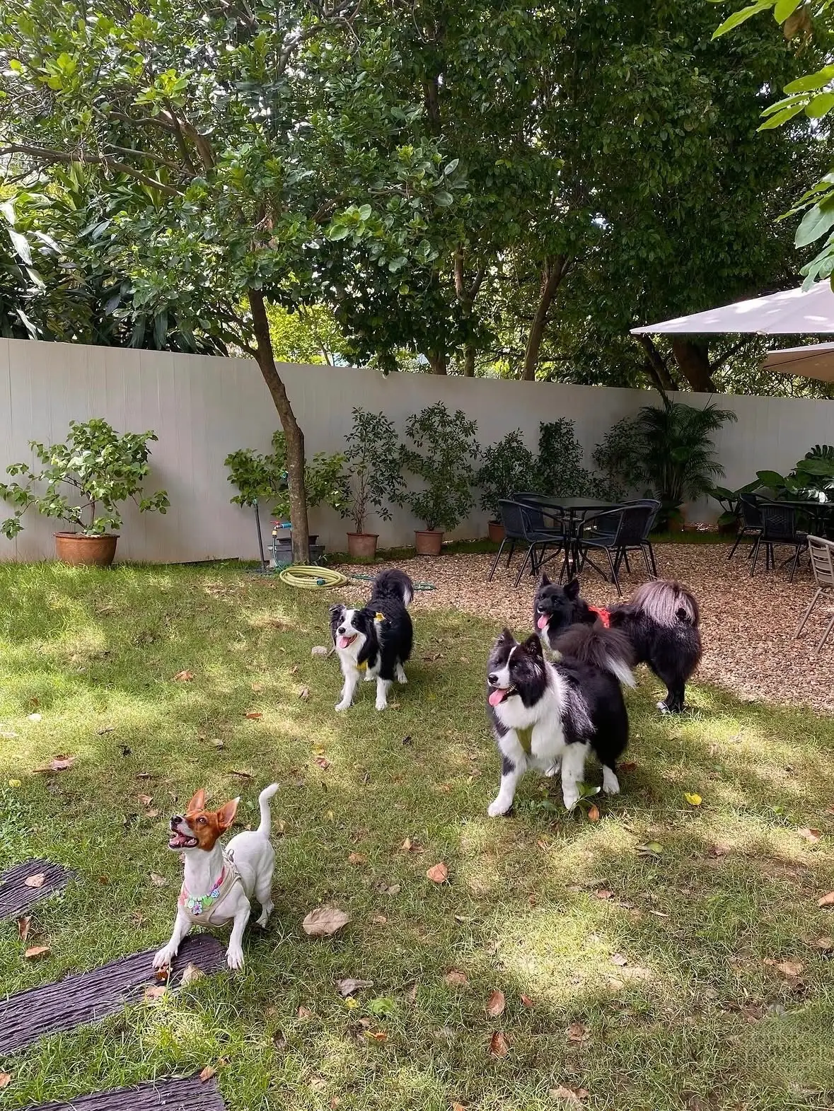 ผลิ pets image 4