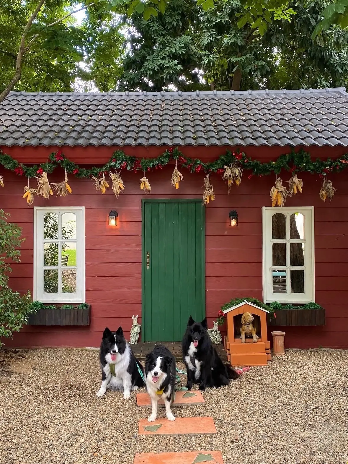 ผลิ pets image 2