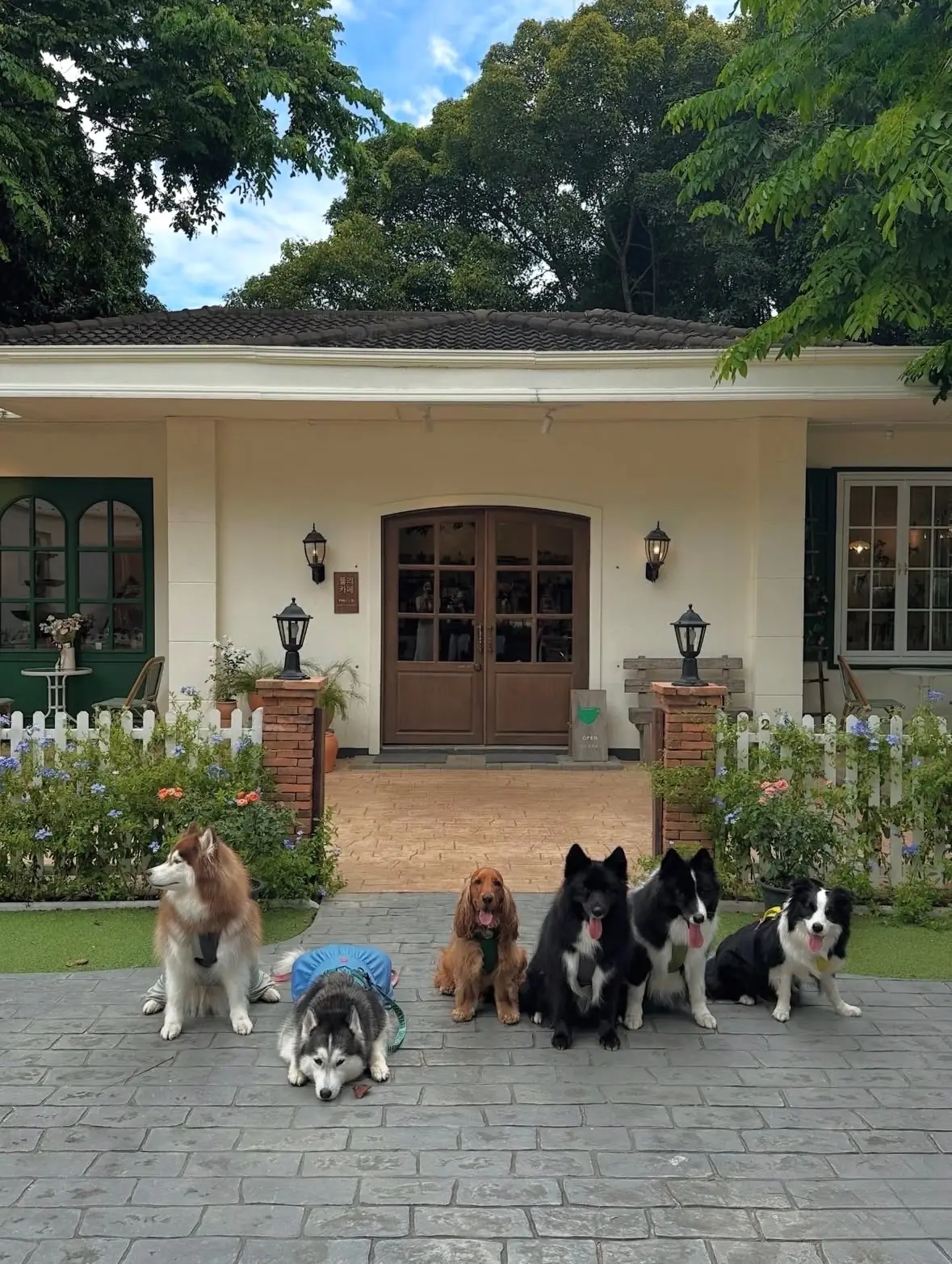 ผลิ pets image 3