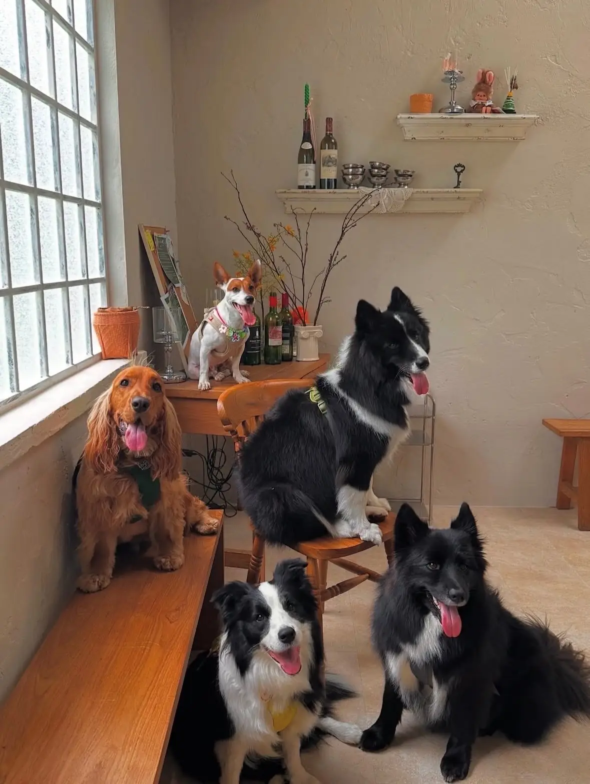 ผลิ pets image 1