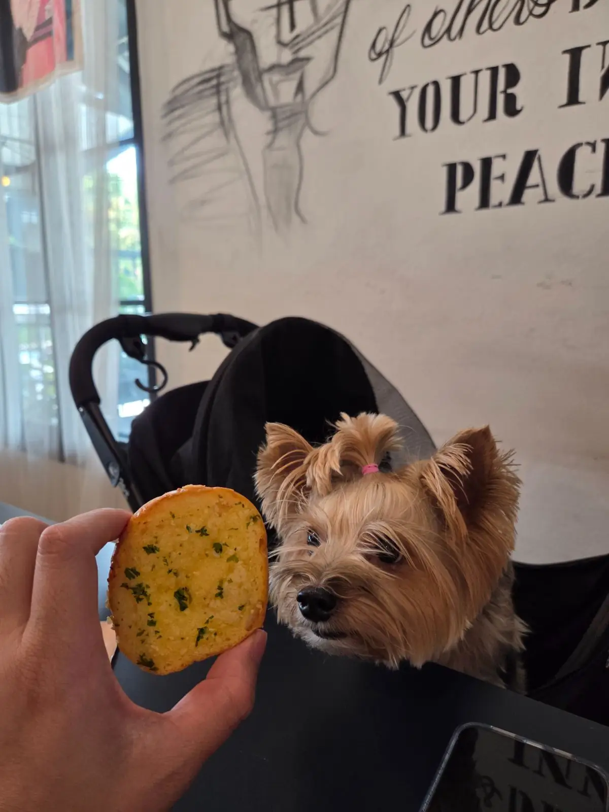 Tomato X pets image 2