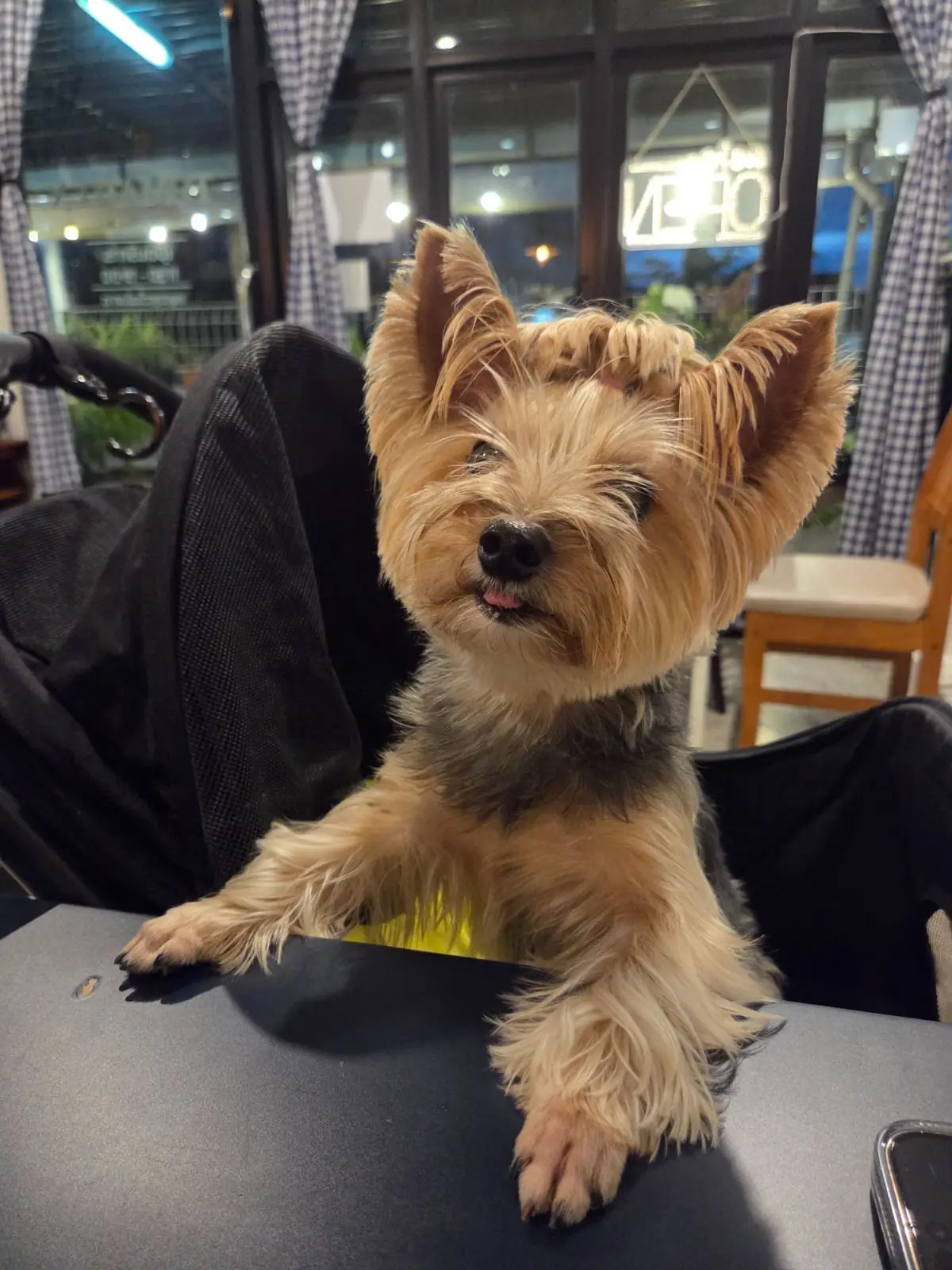 Tomato X pets image 1