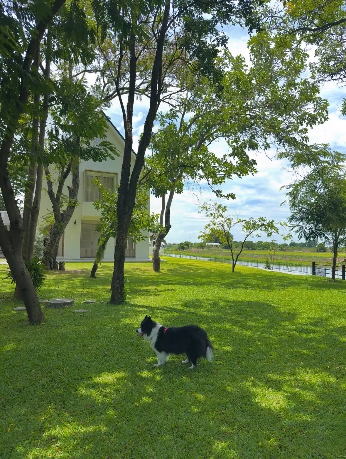 ขจี คาเฟ่ แอนด์ โฮสเทล pets image 2