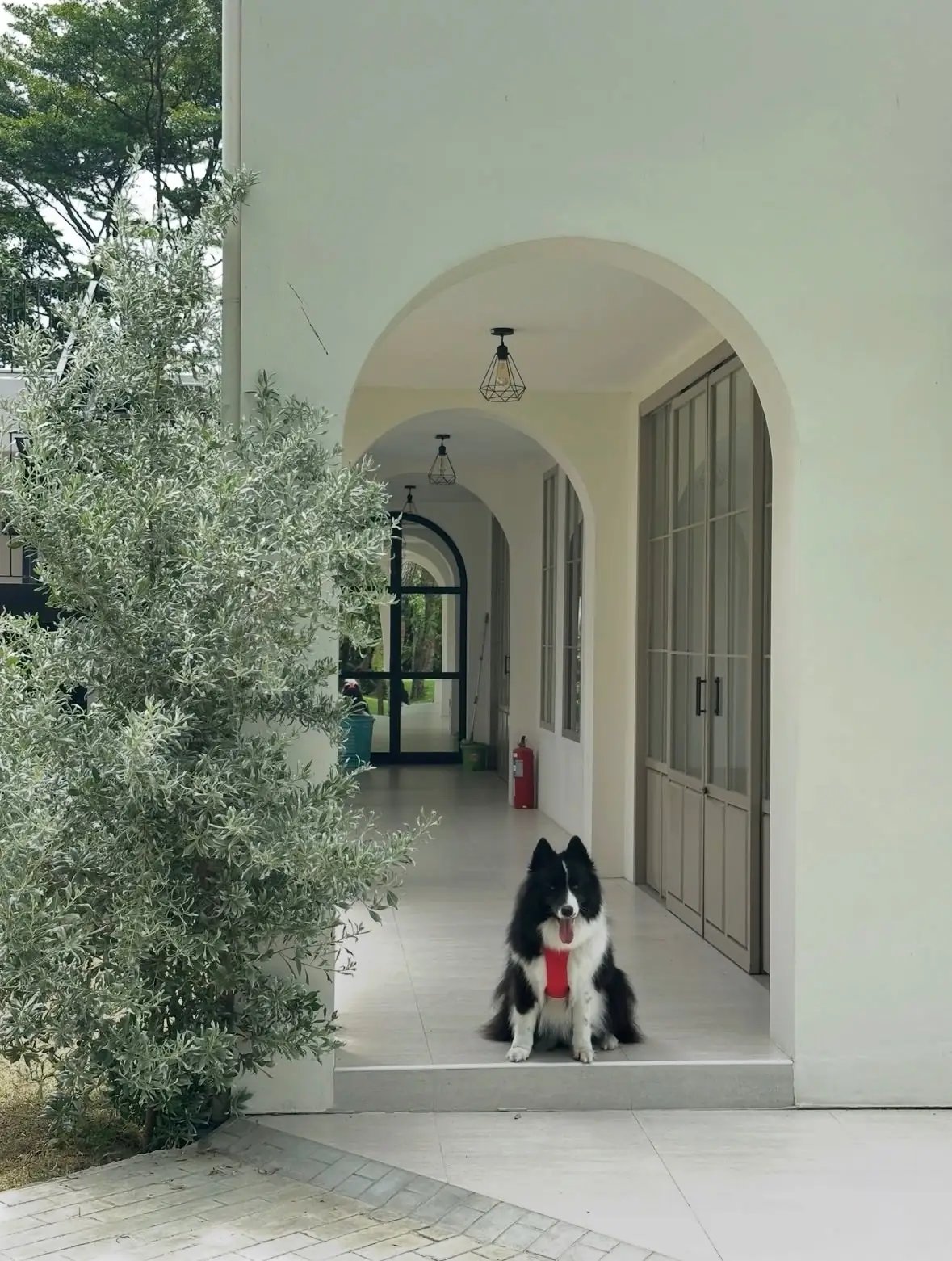 ขจี คาเฟ่ แอนด์ โฮสเทล pets image 1