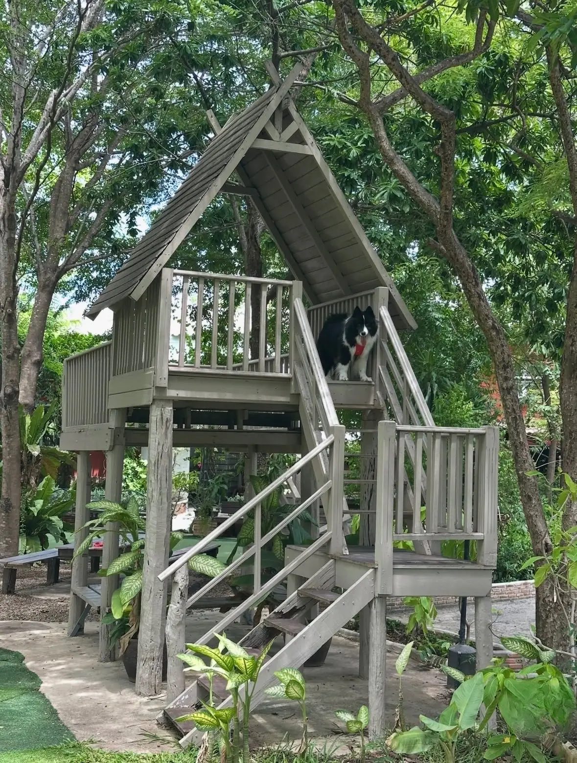 ขจี คาเฟ่ แอนด์ โฮสเทล pets image 3