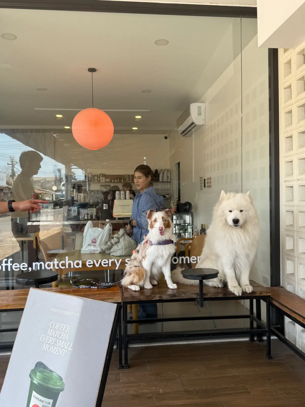 Slow Sun Set pets image 1