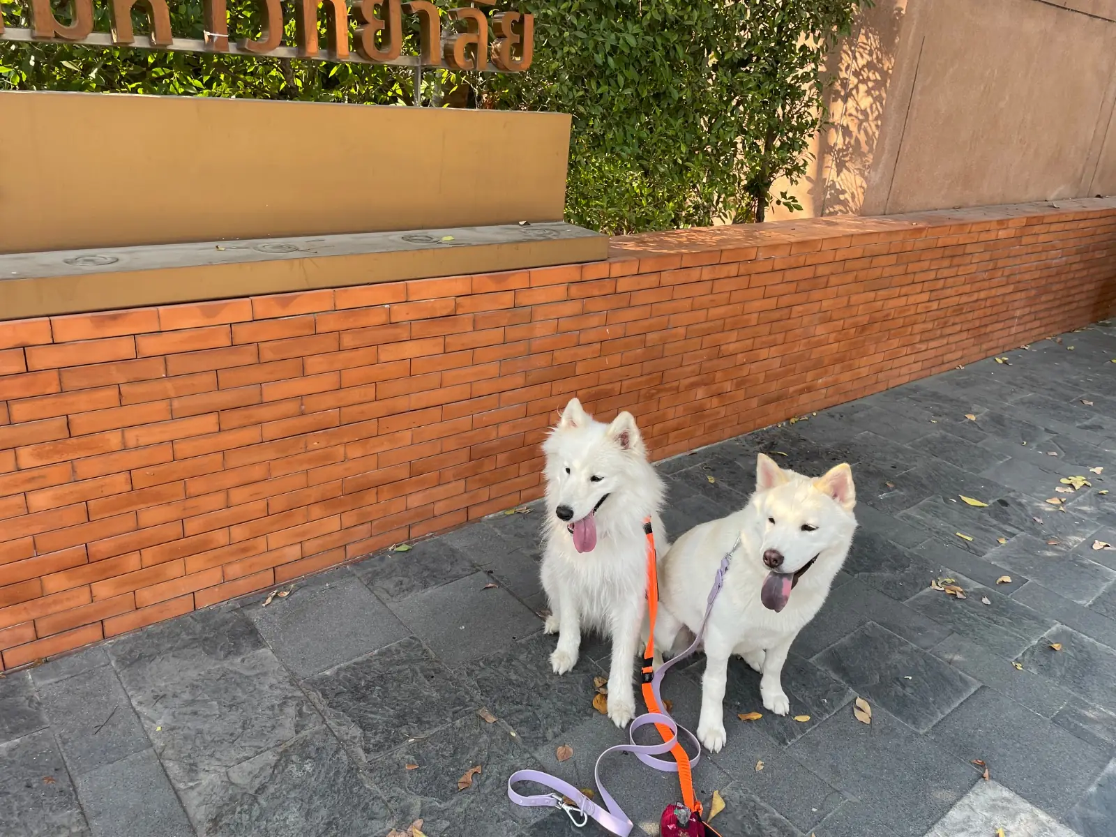 อุทยาน 100 ปี จุฬาลงกรณ์มหาวิทยาลัย pets image 1