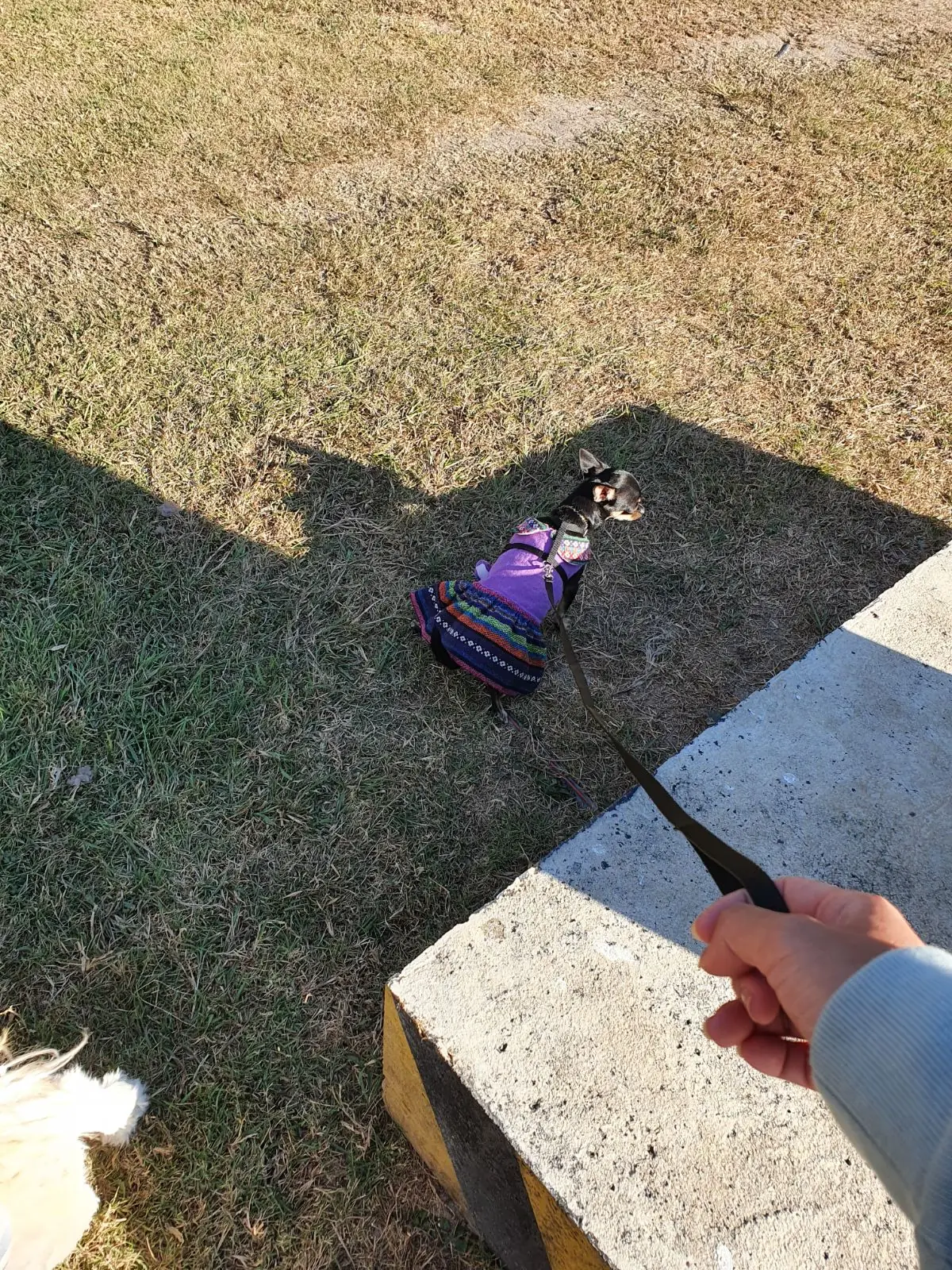 Bee & Rose Cafe pets image 1