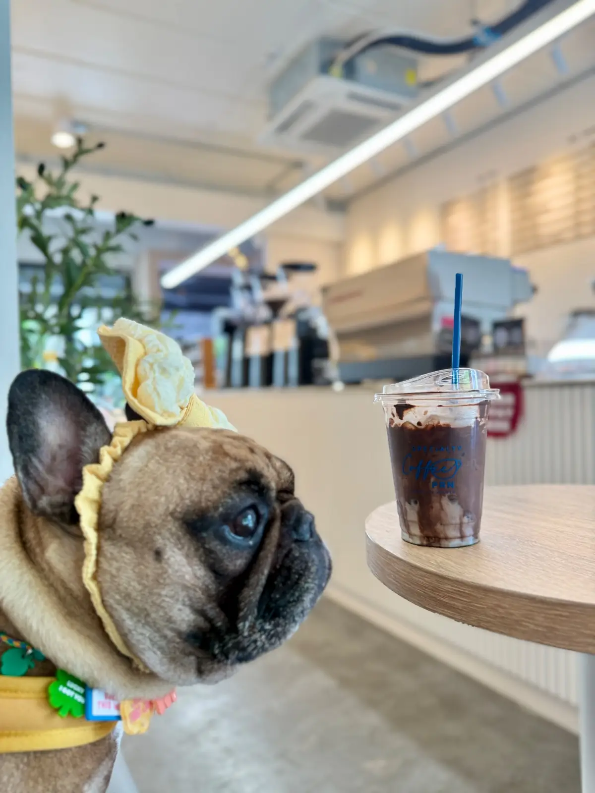 Coffee PRN specialty - Thonglor pet hospital pets image 5