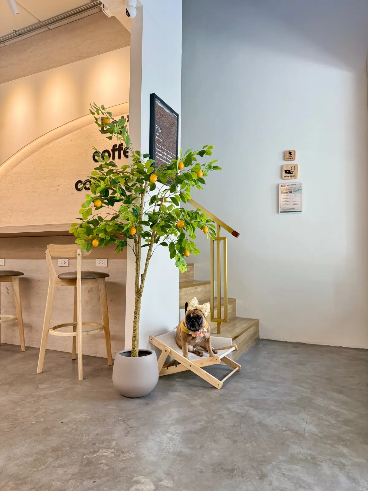 Coffee PRN specialty - Thonglor pet hospital pets image 8