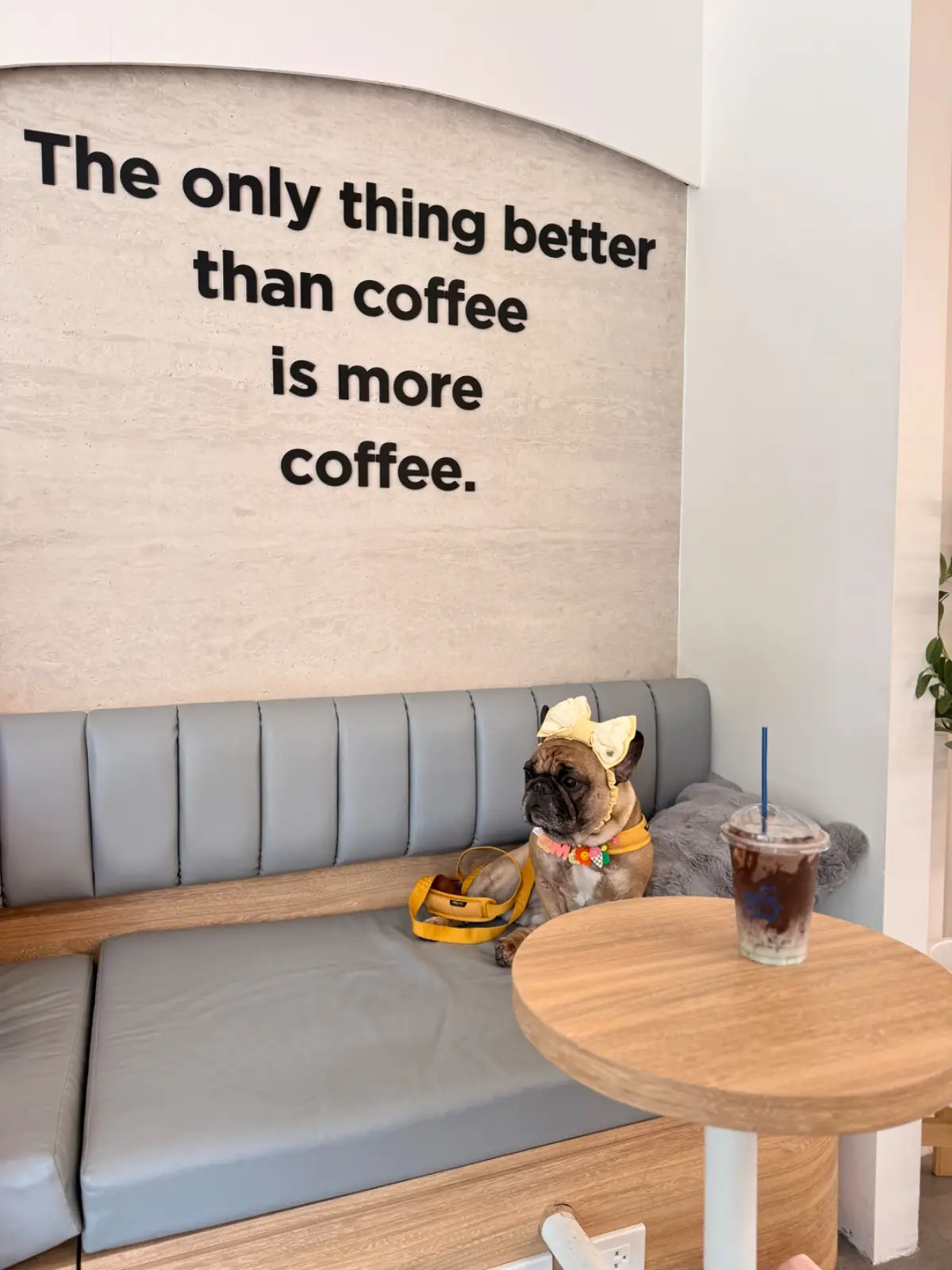 Coffee PRN specialty - Thonglor pet hospital pets image 7
