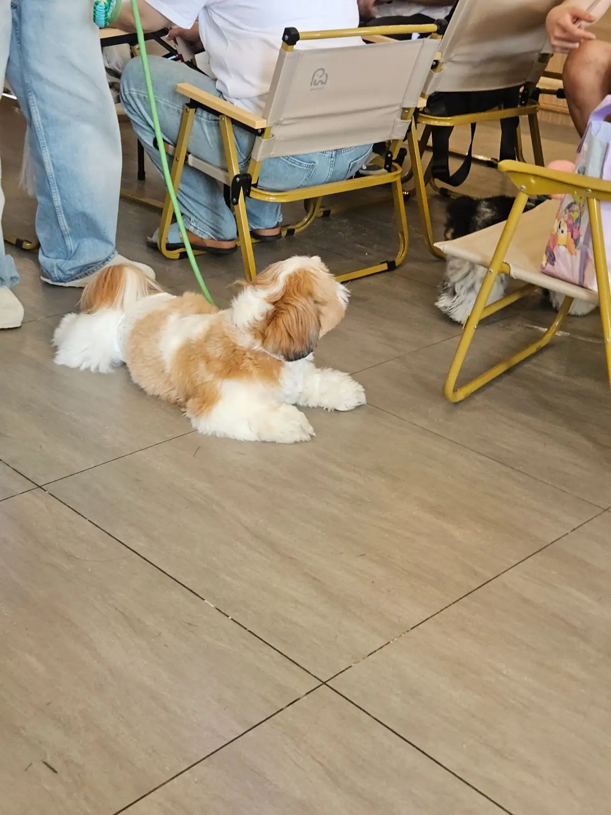 Hydo Park pets image 1