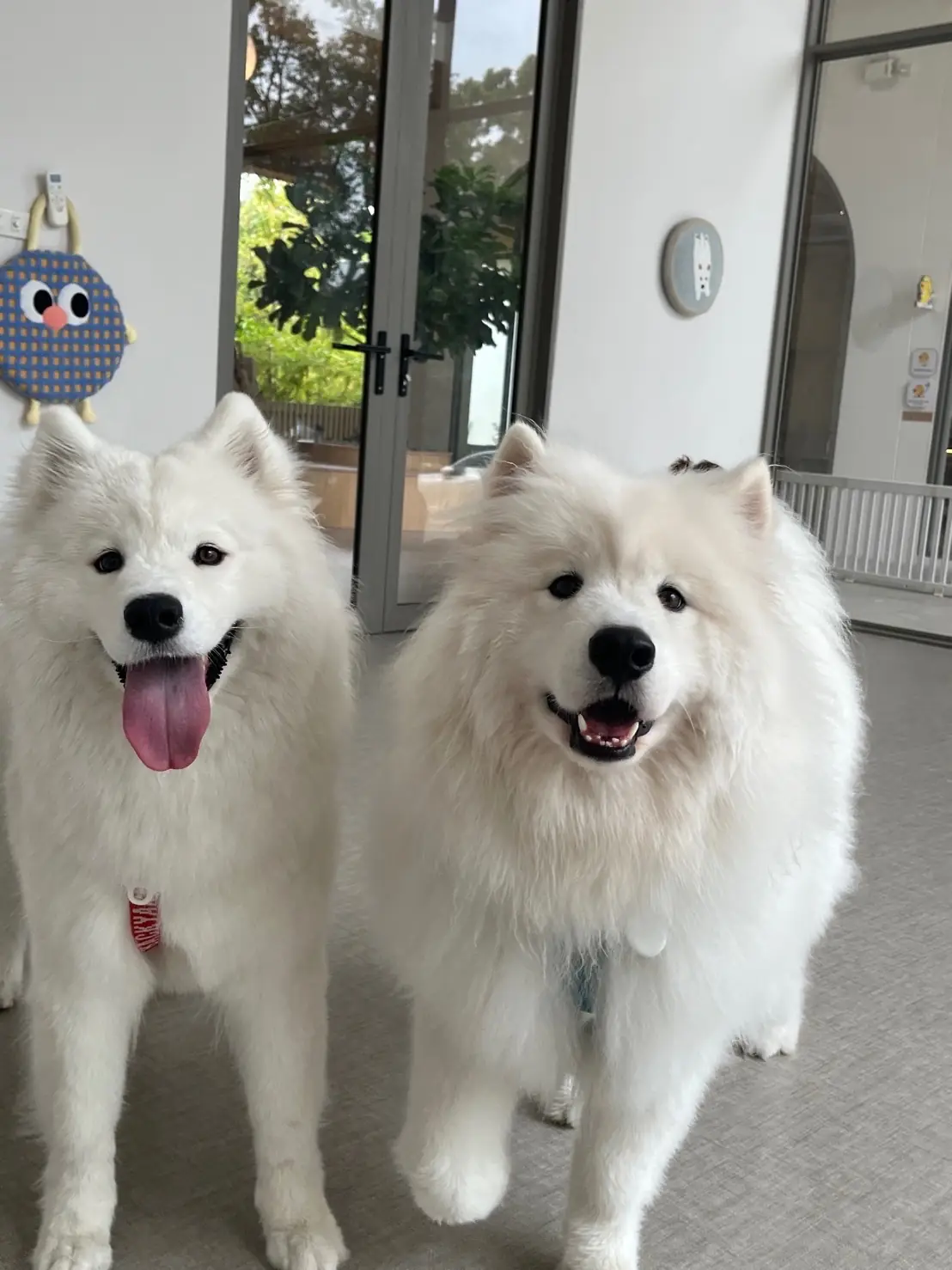 ไฮด์โดะฮับ pets image 37