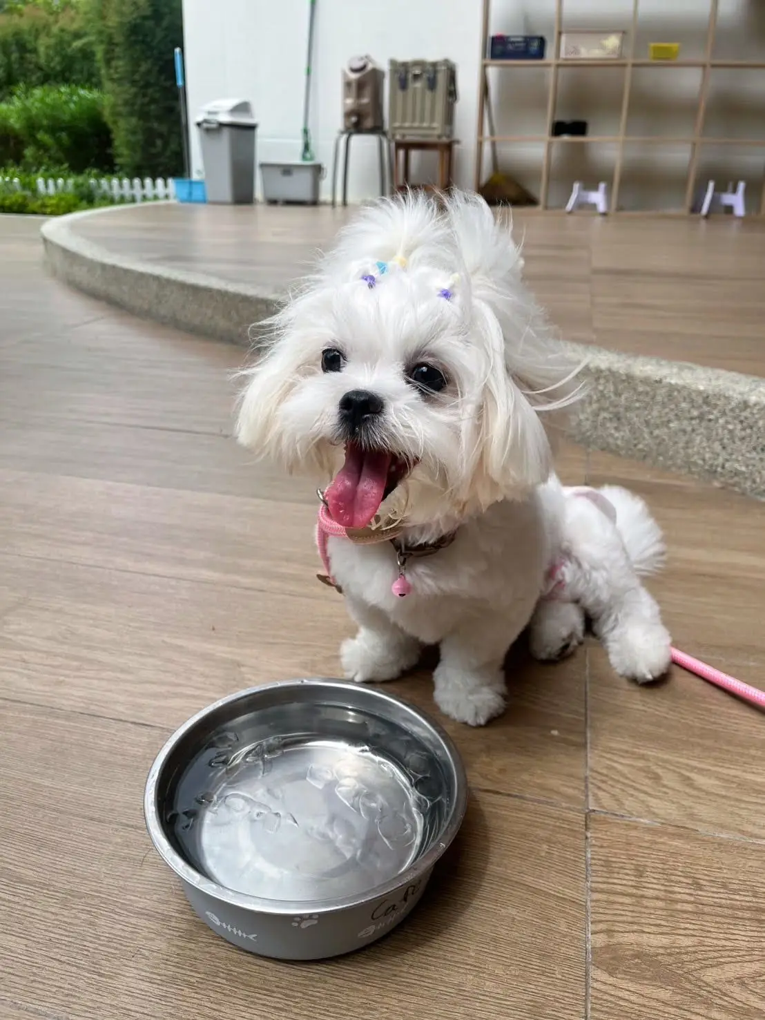 ไฮด์โดะฮับ pets image 34